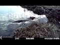 Spring Beaver Trapping Part 10, This Beaver Pulled Out of a Set on Video!!