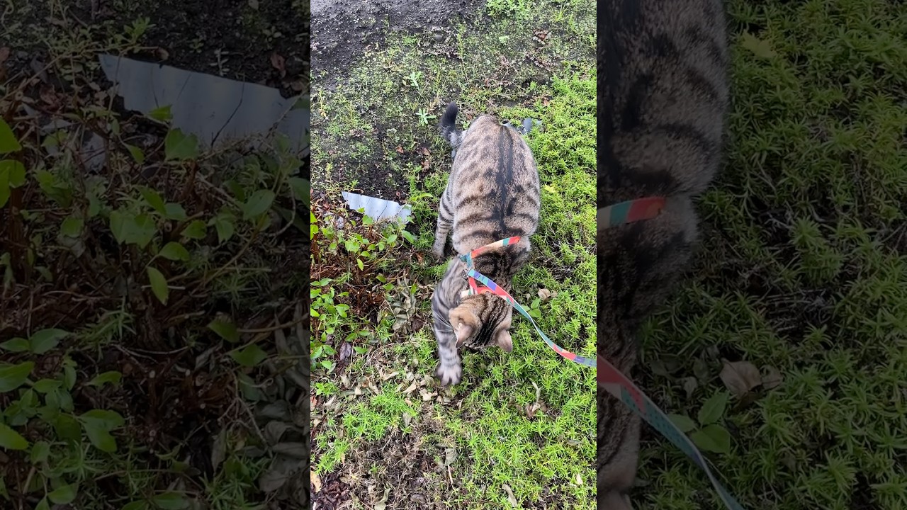 おしっこしたけど、かける砂がないトラジ。 #猫 #三毛猫 #トイレ #shorts