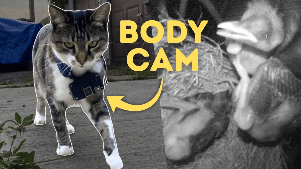 Scientific Proof that Cats Should be Kept Indoors