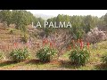 La palma canary islands roque muchachos and the northcoast 28 jan 2024