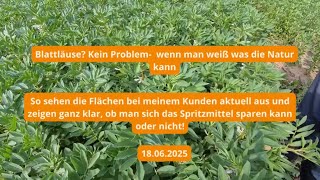 Was tun bei starkem Blattlausbefall in der Ackerbohne – spritzen oder der Natur vertrauen? 🐛