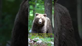 Do Bears Really Sleep All Winter
