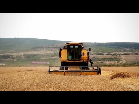 რუსულ ხორბალზე დამოკიდებული საქართველო