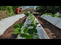 plantando mudas de morango