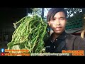 ទិញដំឡូងជ្វាខាងកំពង់ធំ #ដំឡូងជ្វា