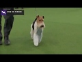 Fox Terriers (Wire) | Breed Judging 2020 の動画、YouTube動画。