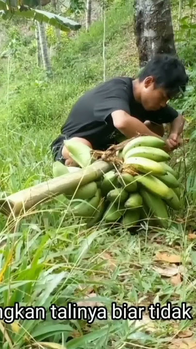 Download lagu Membawa pisang dari kebun #pisang