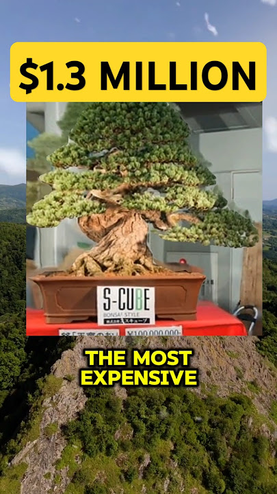 POHON BONSAI DARI JEPANG SEHARGA $1,3 JUTA. PALING MAHAL. #jepang #alam #bonsai #pohonbonsai