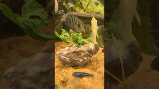 Juvenile mouth brooding severum, and friends eating some blanched spinach today! #cichlids #aquarium