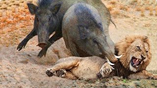 Weird...  Mother Warthog Biting Lion's Head To Rescue Her Baby - Warthog Vs Leopard, Hyenas