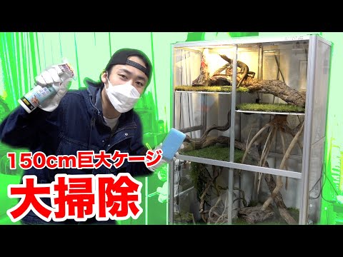 【レックス&レイア】150cm超巨大爬虫類ケージを大掃除するぞぉー!!!!!!