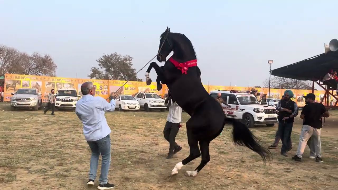 Champion stallion suhaan || Jagraon horse show 2026 #horse #virlshort #horseriding #virlshort 