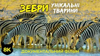 ЗЕБРИ — Унікальні тварини Африки — Документальний фільм про дику природу в 8K HDR