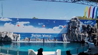 Safari World Dolphin Show Introduction #bangkok #thailand