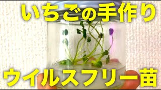 【茎頂培養】いちごのウイルスフリー苗を手作り！炭そ病はないがデメリットも