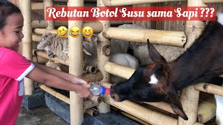 Download Zara Kenzo kasih Makan Hewan Sapi Domba Kelinci di Kebon Binatang Mini Grand Tjokro Bandung Zara Kenzo kasih Makan Hewan Sapi Domba Kelinci di Kebon Binatang Mini Grand Tjokro Bandung