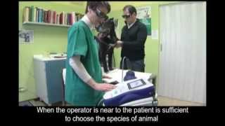 MLS® Laser Therapy treatment with Mphi Vet device