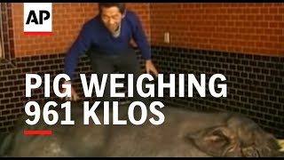 Taiwan: Pig Weighing 961 Kilos Wins Fattest Pig Contest - 1998