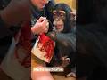 Chimp opens Christmas gift‼️ 🎅🏼 #chimp #chimpanzee #monkey #ape #christmas #gift #shirtpants