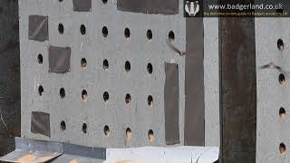 Sand Martins (Riperia riperia) in slow motion at Brockholes bird reserve near Preston on 4 May 2025