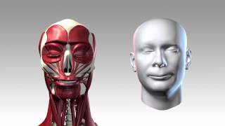 Facial Musculature Driven By Faceshift