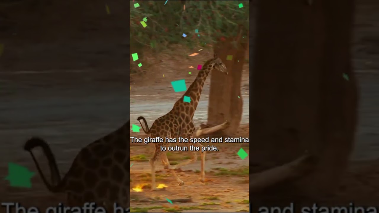 Europe Union ✨animaltracks2025-2026