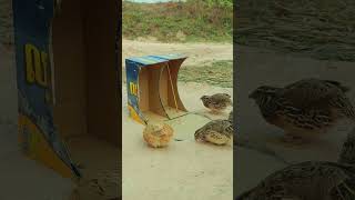 Fantastic Underground Drop Down Quail Trap in Hole Using Paper Box  #birdtrap #shorts #shortvideo