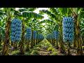 Massive Blue Java Banana Harvest in Tropical Plantation,  From Planting to Harvest Documentary