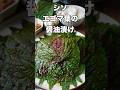 シソ・エゴマの葉の醤油漬け お米が高いのに、米泥棒すぎて ごめんなさい。#漬物 #料理 #korea #キムチ