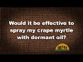 Q&amp;A – Would it be effective to spray my crape myrtle with dormant oil to kill aphids?