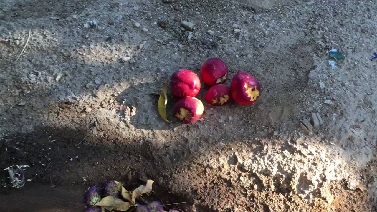Picking fruit from the tree for chickens plus hard boiled pigeon eggs