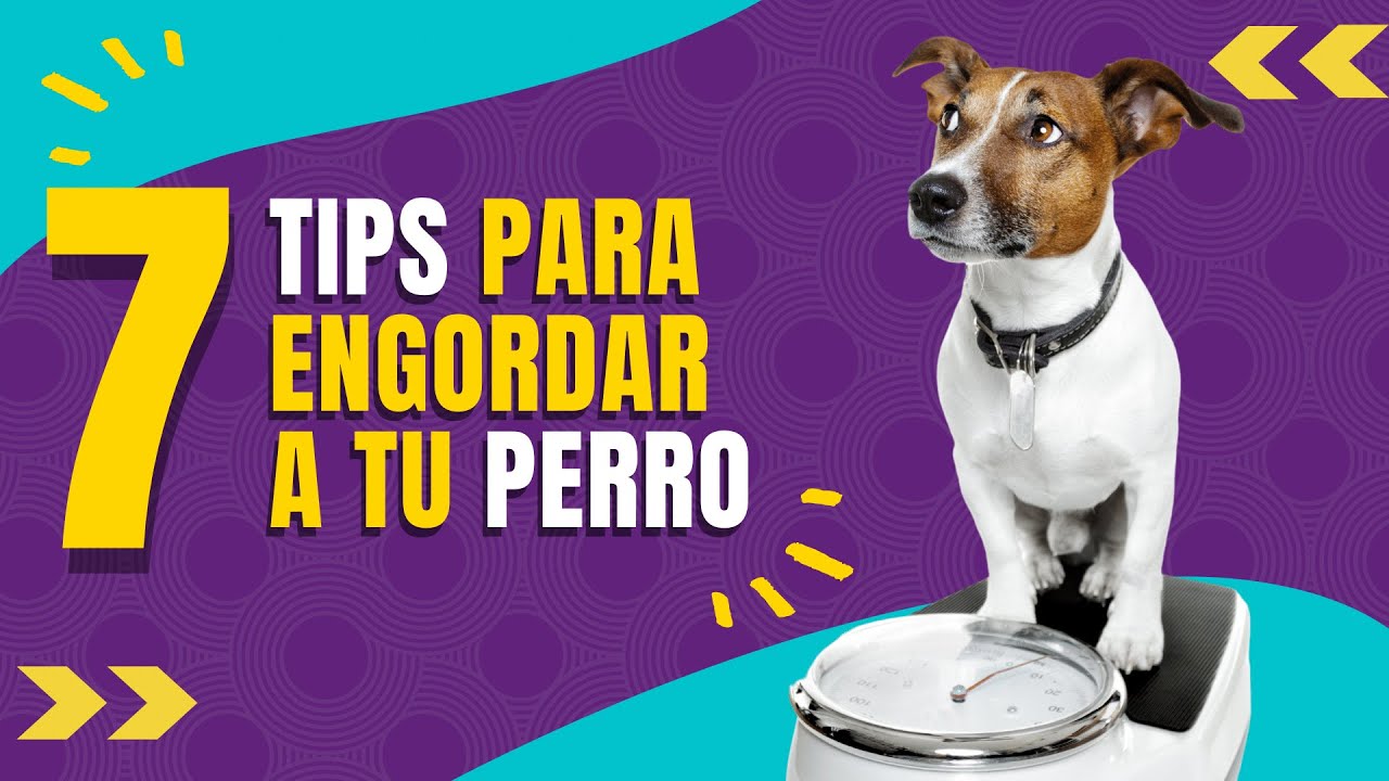 Como Puedo Hacer Para Que Mi Cachorro Pese