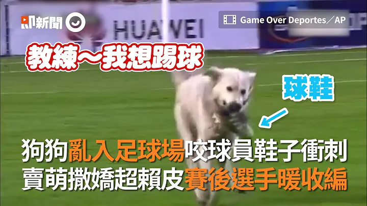 狗狗乱入足球场咬球员鞋子冲刺　卖萌撒娇赛后选手暖收编｜宠物｜狗｜南美洲｜精选影片 - 天天要闻