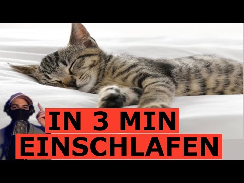 Dieses ASMR lässt dich schlafen wie eine schnurrende Katze 😴