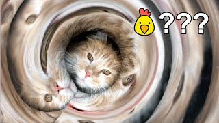 Funny cat video | Maine Coon Cat squeeze through tunnel by FurryFritz - Catographer 2,941 views 3 years ago 1 minute, 23 seconds