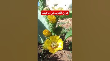 سورة.الفرقان.خالد الجليل #quran #المصحف #راحة_نفسية #لايك #دويتو #اكسبلور احترم.القران.دقيقة #متا
