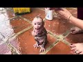 Baby monkey Boyboy having bath