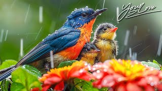 видео: лечебная музыка для сердца и сосудов 🌿 Нежная музыка, успокаивает нервную систему и радует душу #154 картинка: лечебная музыка для сердца и сосудов 🌿 Нежная музыка, успокаивает нервную систему и радует душу #154
