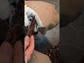 #flint-knapping #tools Tool Time hand pad percussion