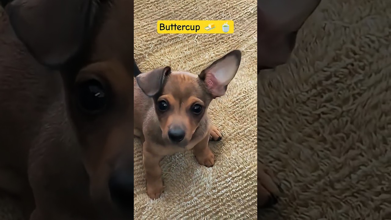 Do puppy brothers look alike? 💕🥰 