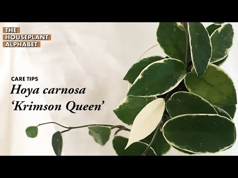 Hoya Carnosa 'Krimson Queen' Plant Care Tips | The Houseplant Alphabet | Bee's House Of Plants