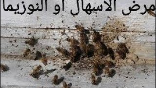 الاسهال او النوزيما عند النحل، الاسباب، العلامات والعلاج: امراض النحل (la diarrhée  des abeilles)