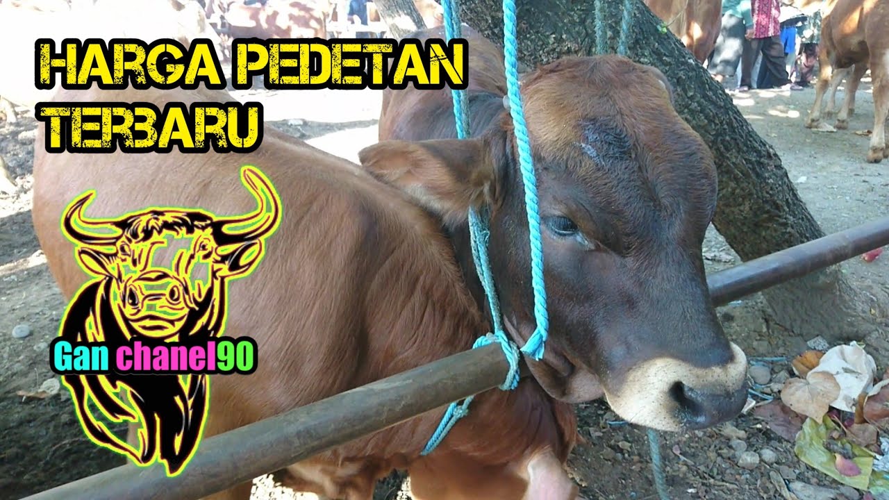 HARGA PEDETAN SUPER PASAR SAPI TULUNGAGUNG - YouTube