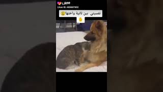 مزاجي المتقلب هههه