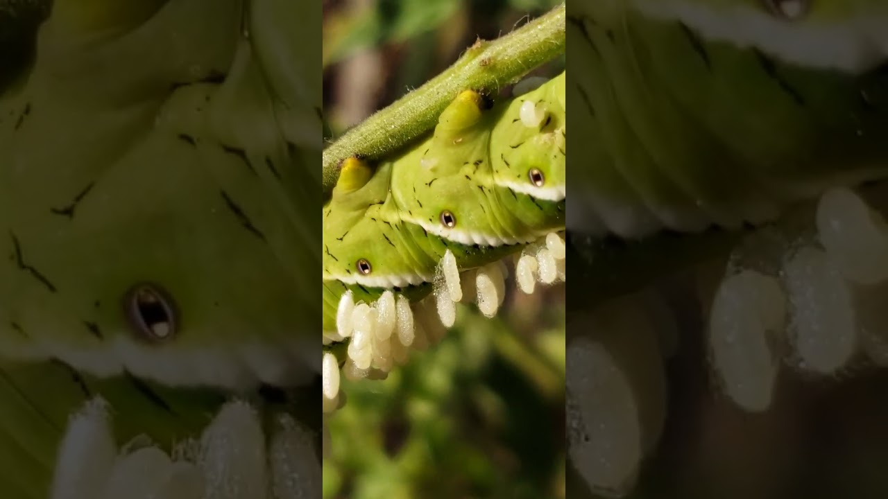 Squirming Parasitoid Wasp larvae on Hornworm