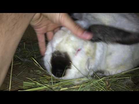 ახალი ბინადარი, სომხეთის ხაზი