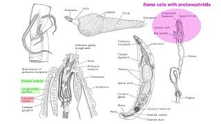 Phylum Rotifera Part 3: Subclade Acanthocephala (Parasitic Spiny-Headed Worms)