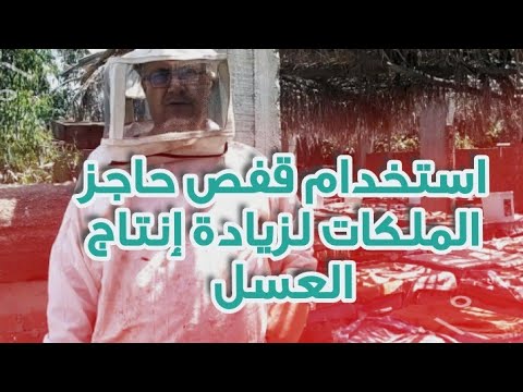 فيديو: قرص العسل يطل على كليازما