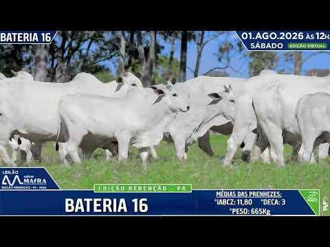 BATERIA 16   LOTES 709   110   111   112 e 113