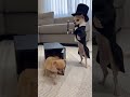 inside the magic gift box? #memes #funny  #dog